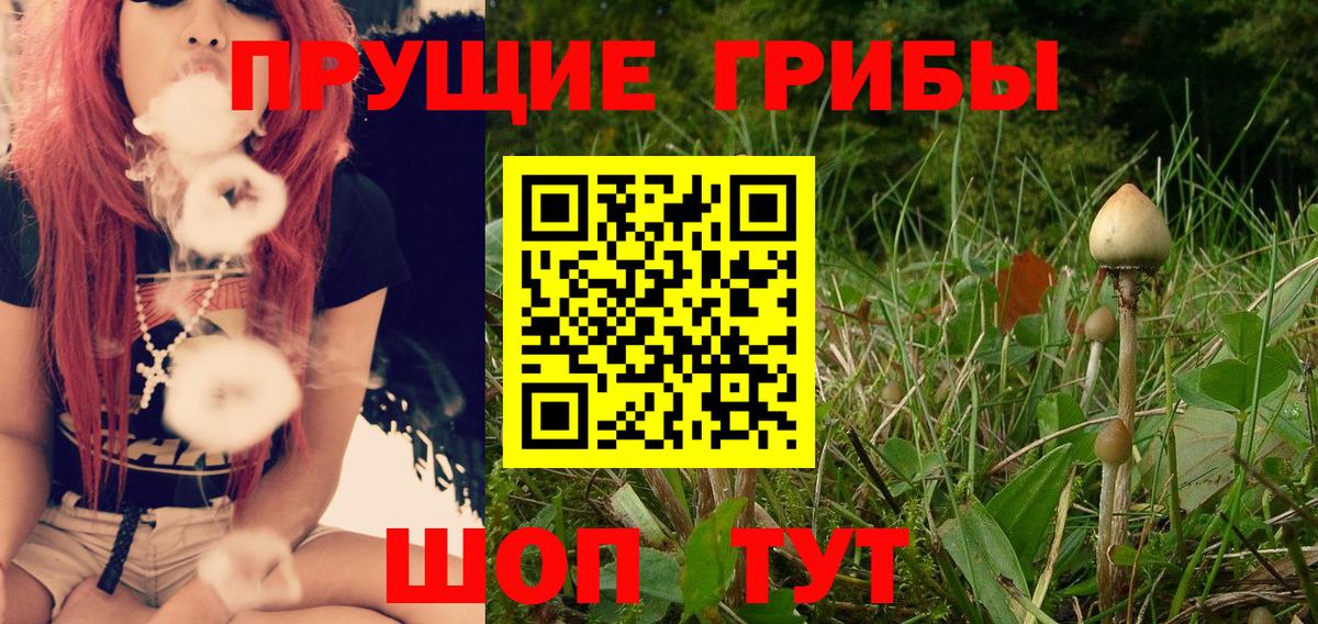 Галлюциногенные грибы Psilocybe Хасавюрт